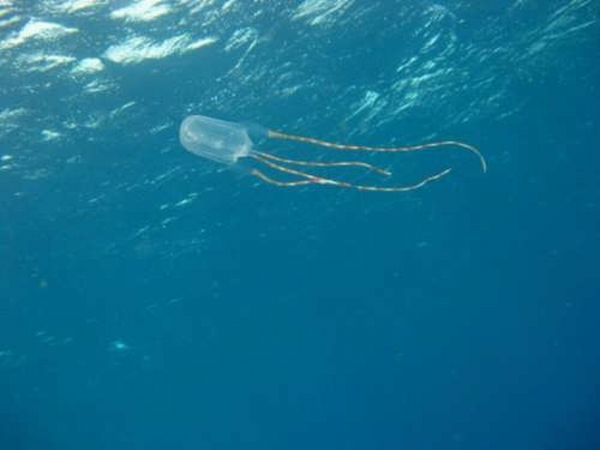 После встречи с австралийской медузой (11 фото)
