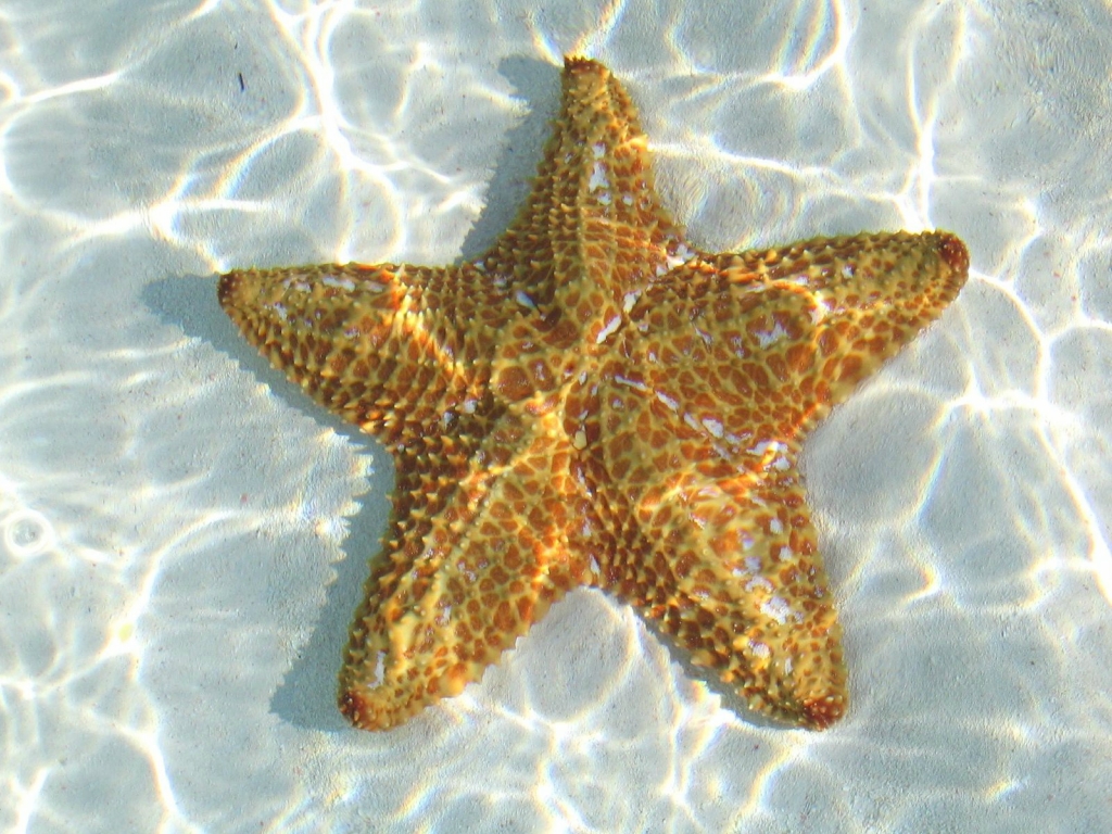 Морские звезды в фотографиях (19 фото)