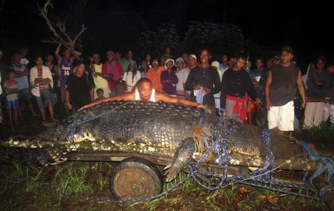 На Филиппинах поймали крокодила весом в тонну (4 фото)