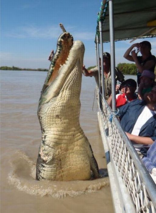 На Филиппинах поймали крокодила весом в тонну (4 фото)