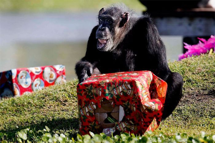 Рождество для шимпанзе (11 фото)
