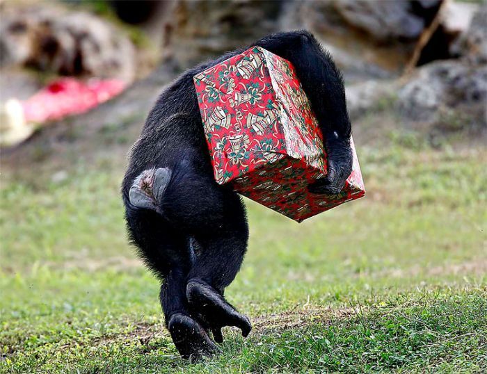 Рождество для шимпанзе (11 фото)