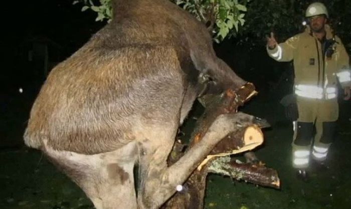 Опьяневший лось застрял на дереве (8 фото)