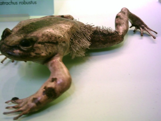 Существует волосатая лягушка с когтями (3 фото + текст)