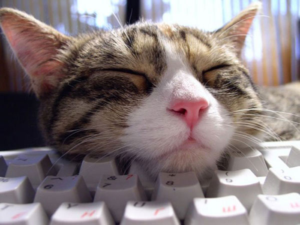 Коты и клавиатуры (18 фото)