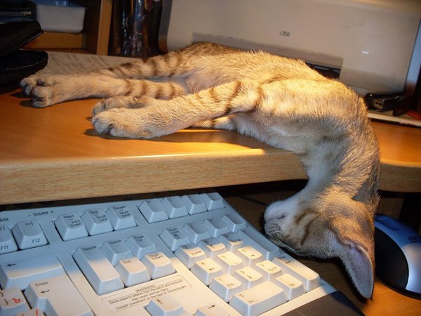 Коты и клавиатуры (18 фото)