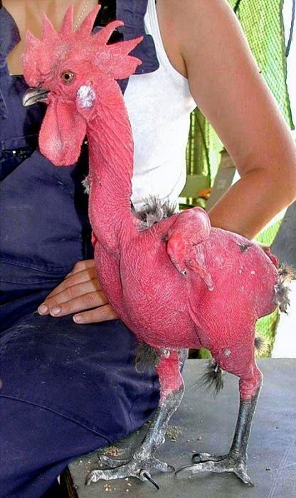 Израильский генетик вывел породу кур без перьев (5 фото)