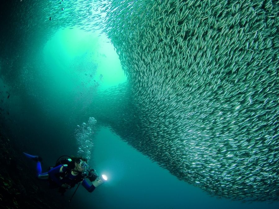 Огромные косяки рыб (9 фото)