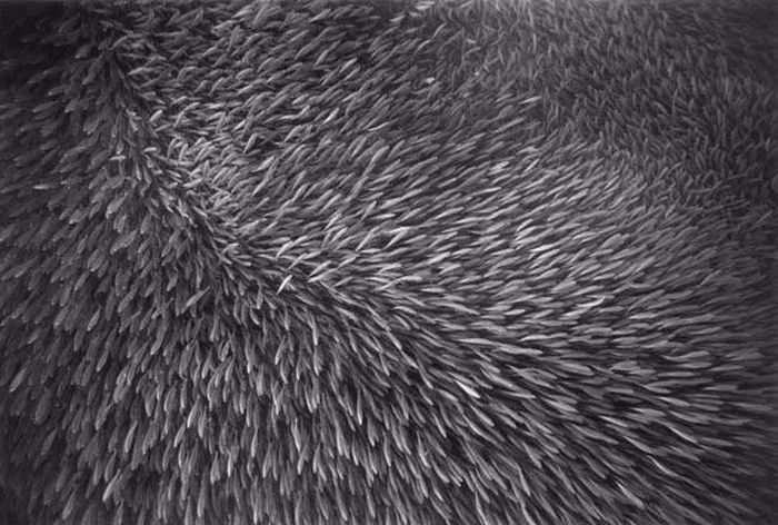 Огромные косяки рыб (9 фото)