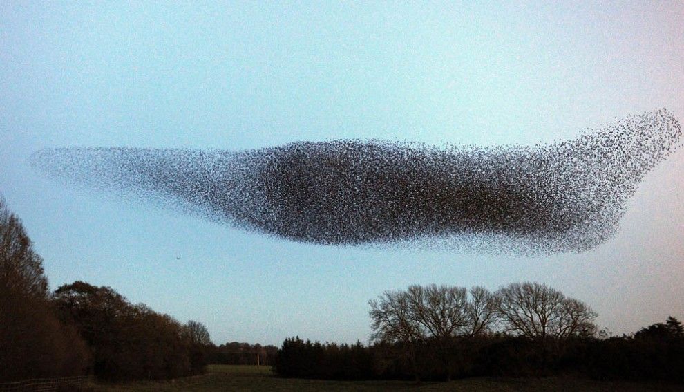 Воздушные танцы тысяч скворцов в небе над Шотландией (9 фото+ текст)