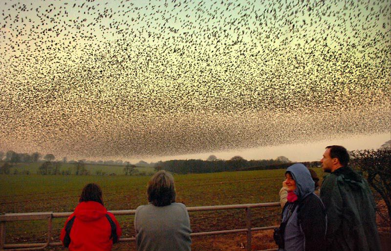 Воздушные танцы тысяч скворцов в небе над Шотландией (9 фото+ текст)