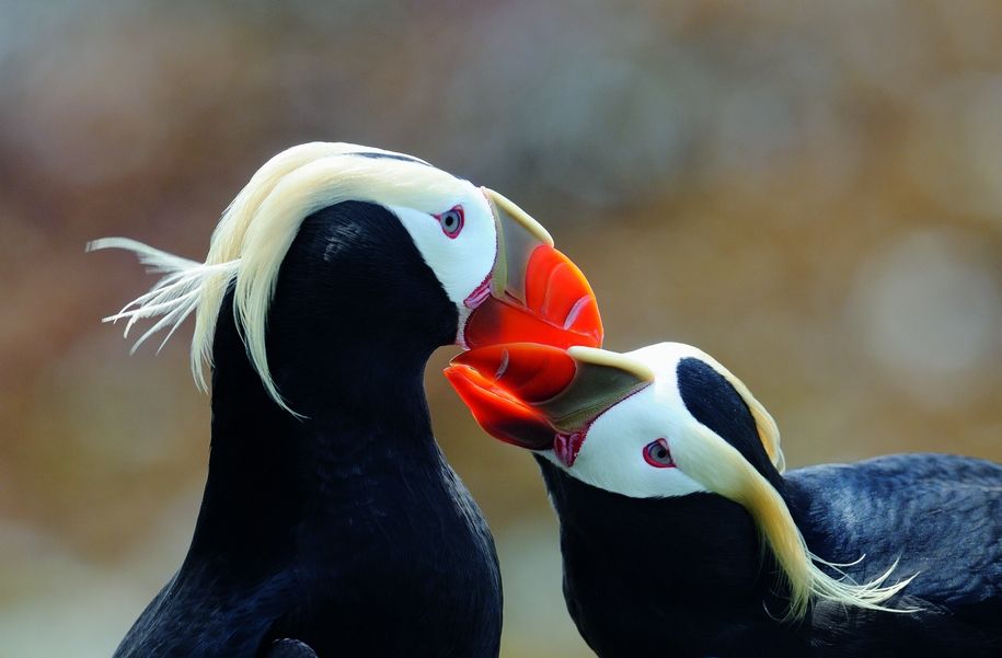 Прикольные птицы топорки - русские пингвины (7 фото)