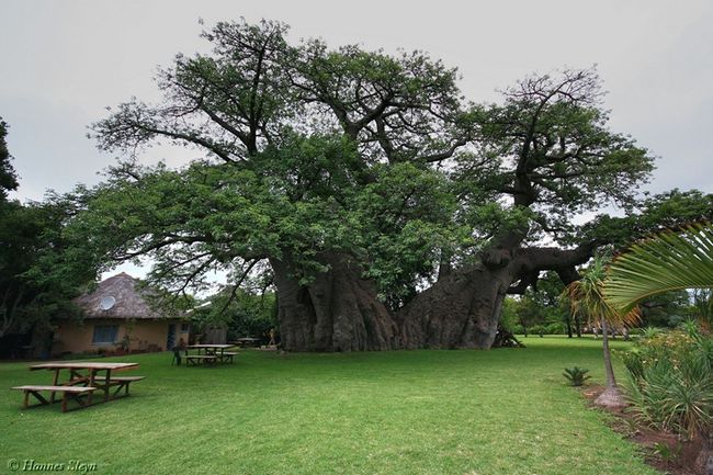 А вы хотели-бы побывать в Sunland Baobab (8 фото)