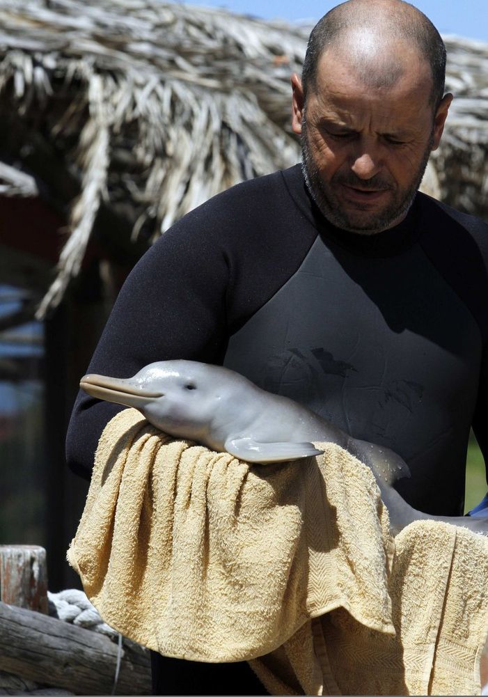 Спасение дельфина - сироты (8 фото)