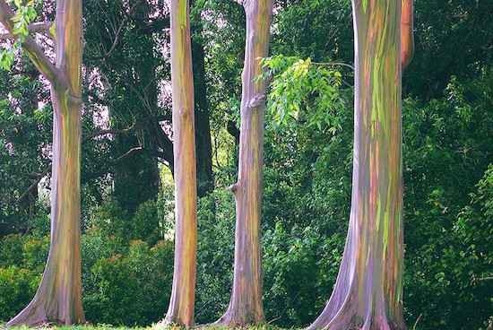 Существует радужное дерево (4 фото + текст)