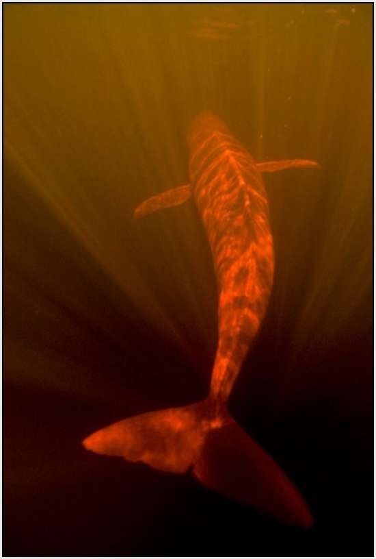 Розовые дельфины (11 фото)
