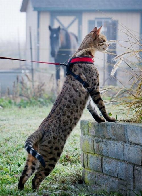 Самый длинный в мире кот (9 фото)