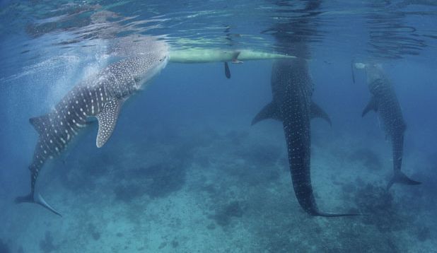 Кормление китовых акул с рук на Филиппинах (5 фото)