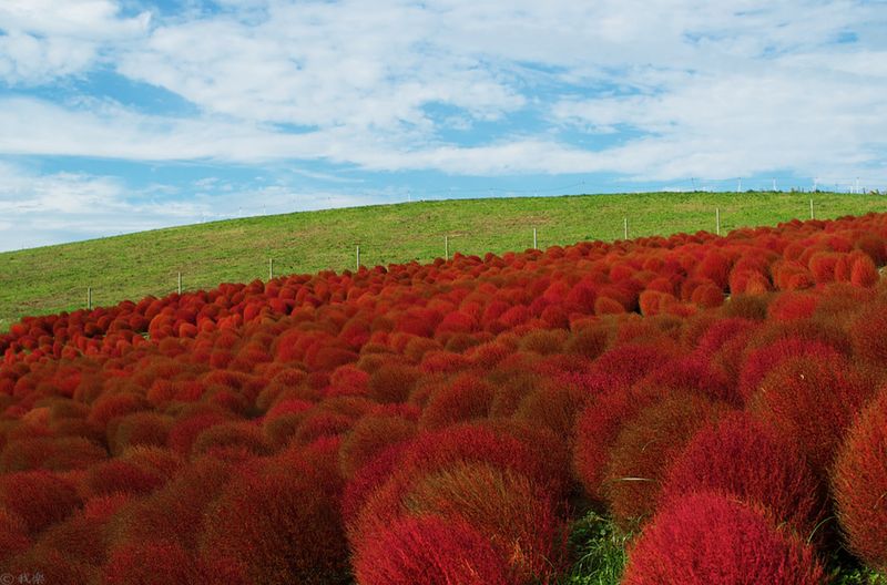 Красные кохии в Японии (14 фото)