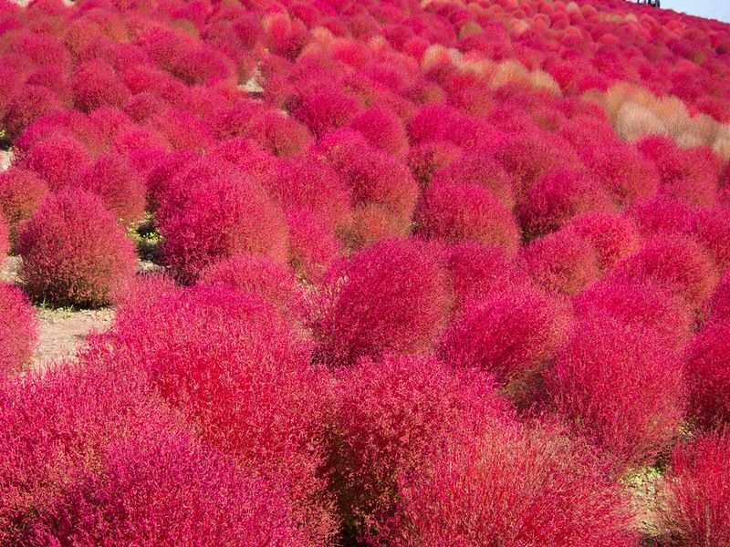 Красные кохии в Японии (14 фото)