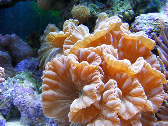 Кораллы - древнейшие существа на Земле