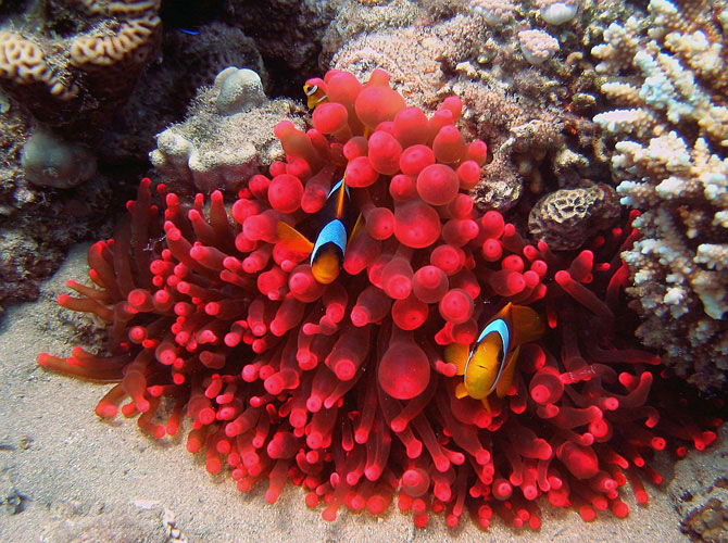 Кораллы - древнейшие существа на Земле