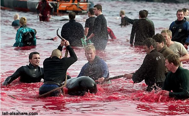 Чудовищное убийство дельфинов в Дании