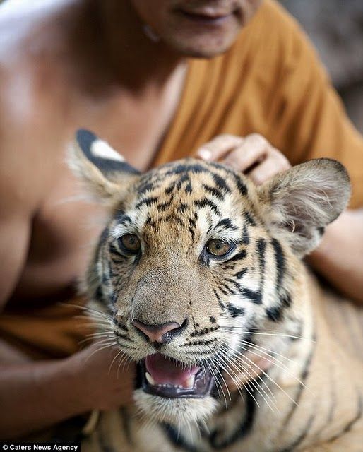 Дружба монахов и тигров (5 фото)