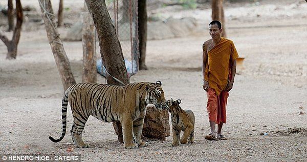 Дружба монахов и тигров (5 фото)