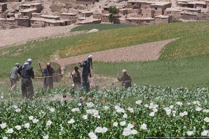 Уничтожение маковых полей в Афганистане или «пчелы против меда»