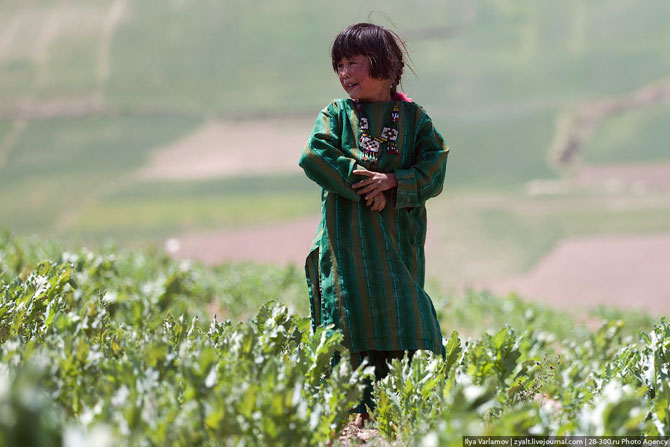 Уничтожение маковых полей в Афганистане или «пчелы против меда»