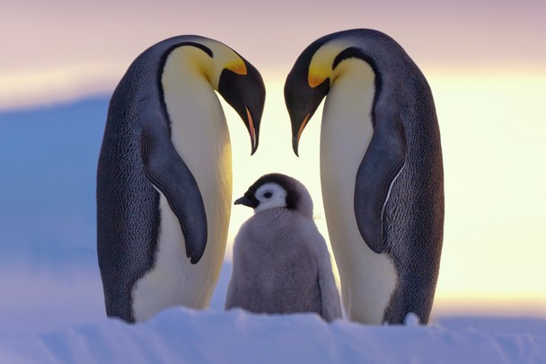 National Geographic показала лучшие фото природы (41 фото)