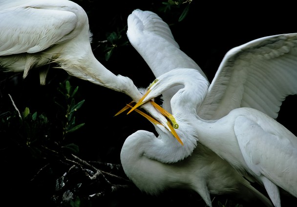 National Geographic показала лучшие фото природы (41 фото)