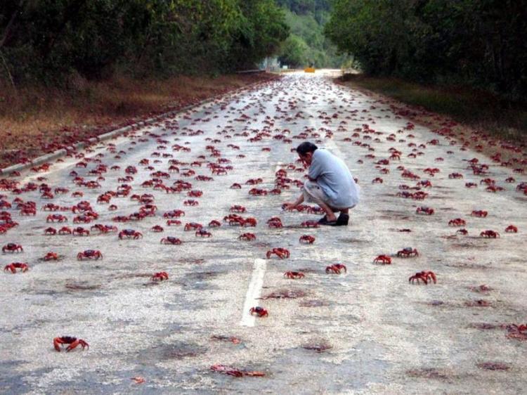 Миграция крабов на острове Рождества (8 фотографий), photo:1