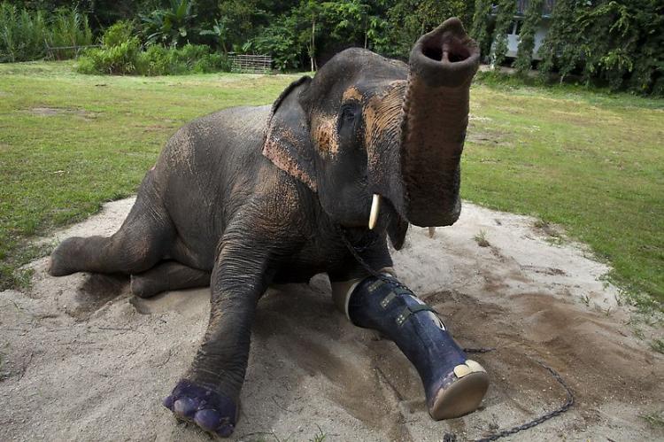 Протез для слона (11 фотографий), photo:1