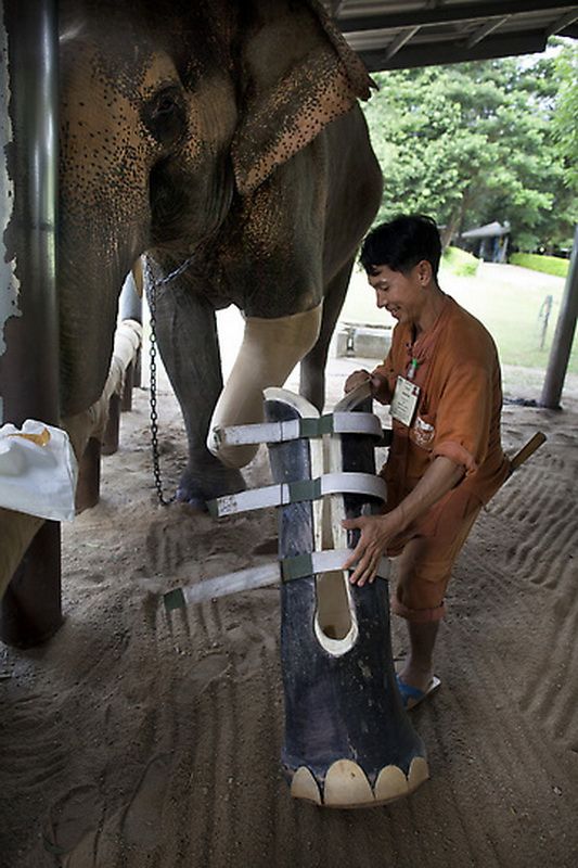 Протез для слона (11 фотографий), photo:6