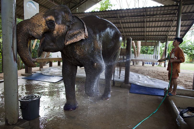 Протез для слона (11 фотографий), photo:7