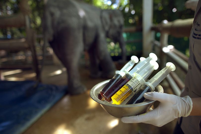 Протез для слона (11 фотографий), photo:9