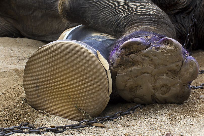 Протез для слона (11 фотографий), photo:11