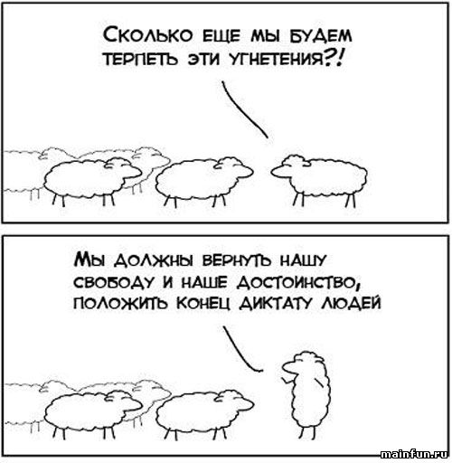 Восстание овец (2 фото)
