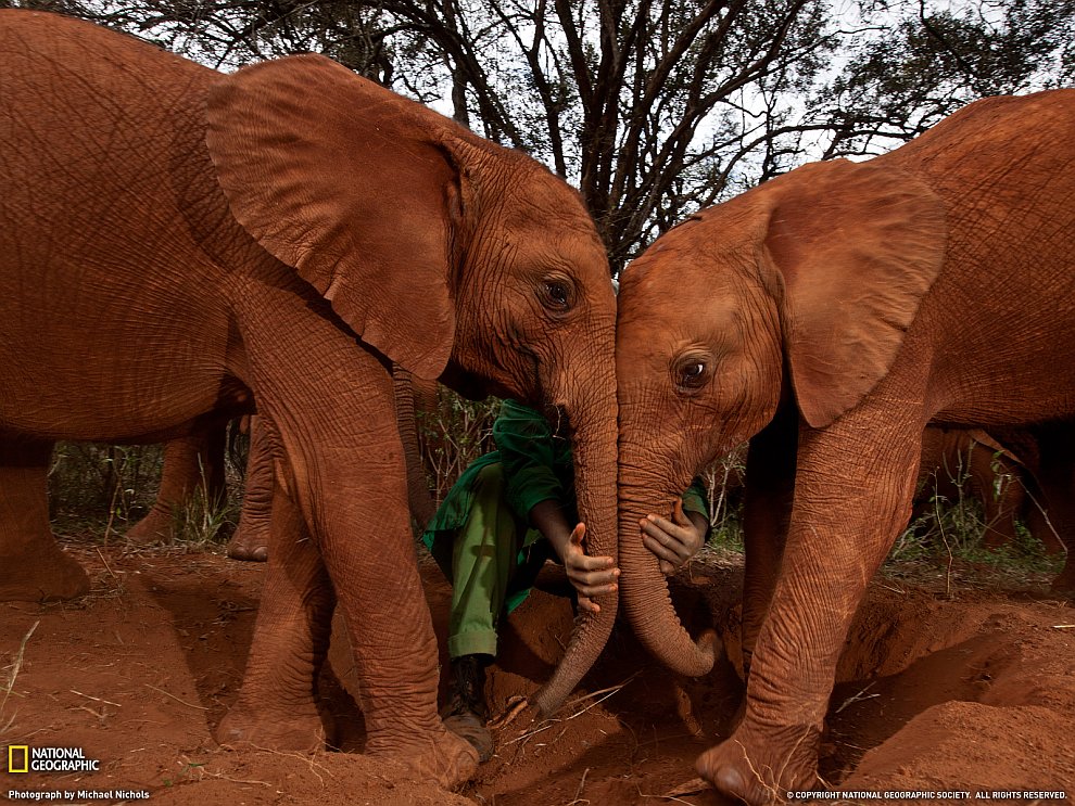 Слоны, Кения