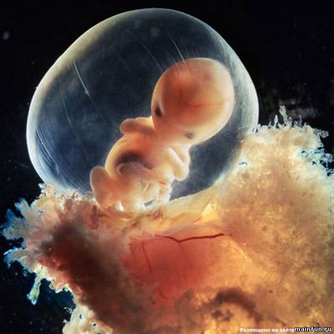 Уникальные снимки - рождение новой жизни