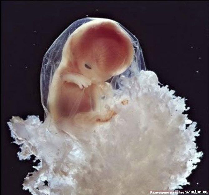 Уникальные снимки - рождение новой жизни