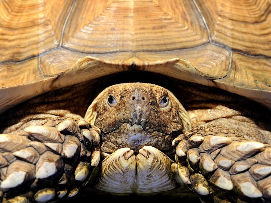 Лучшие фотографии National Geographic в сентябре (17 фотографий), photo:2