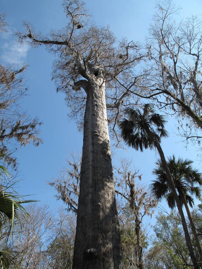 Старейшие деревья на планете (13 фотографий), photo:7