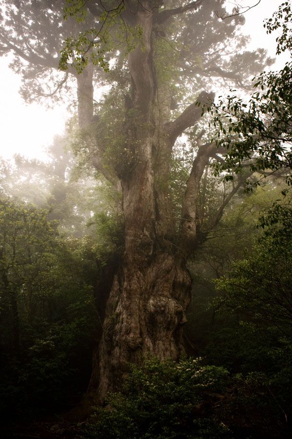 Старейшие деревья на планете (13 фотографий), photo:8