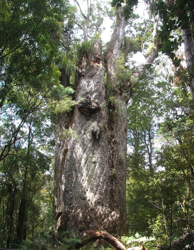 Старейшие деревья на планете (13 фотографий), photo:10