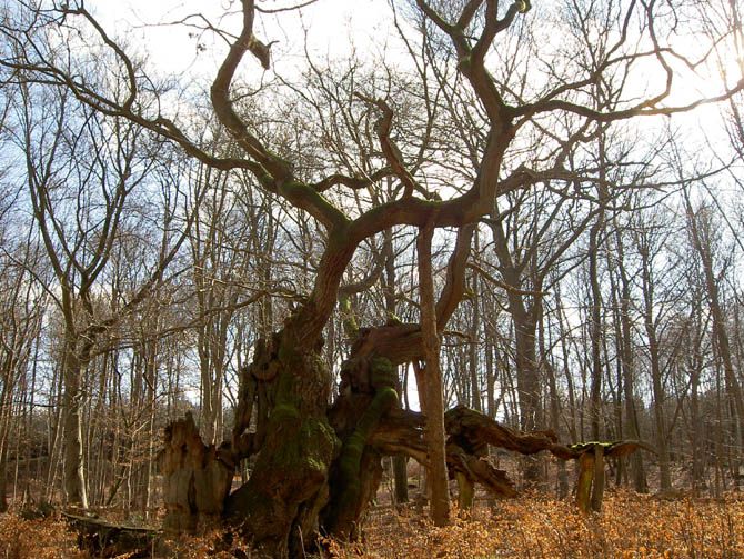 Старейшие деревья на планете (13 фотографий), photo:12