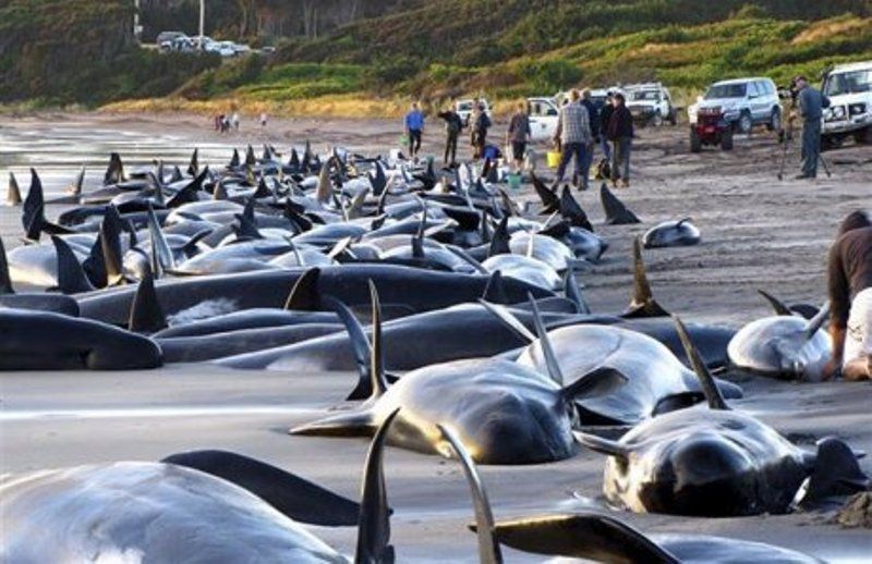 Почему киты и дельфины выбрасываются на берег (7 фотографий), photo:7