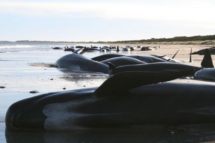 Почему киты и дельфины выбрасываются на берег (7 фотографий), photo:1
